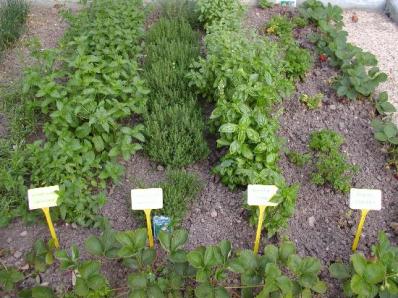 herb rows