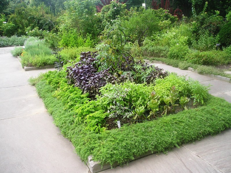 Easy to grow indoors