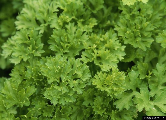 Parsley